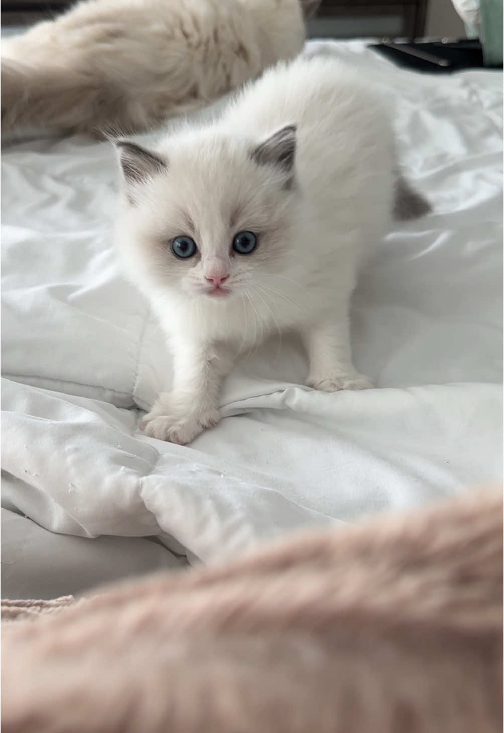 Little Nugget trying to take down his mom