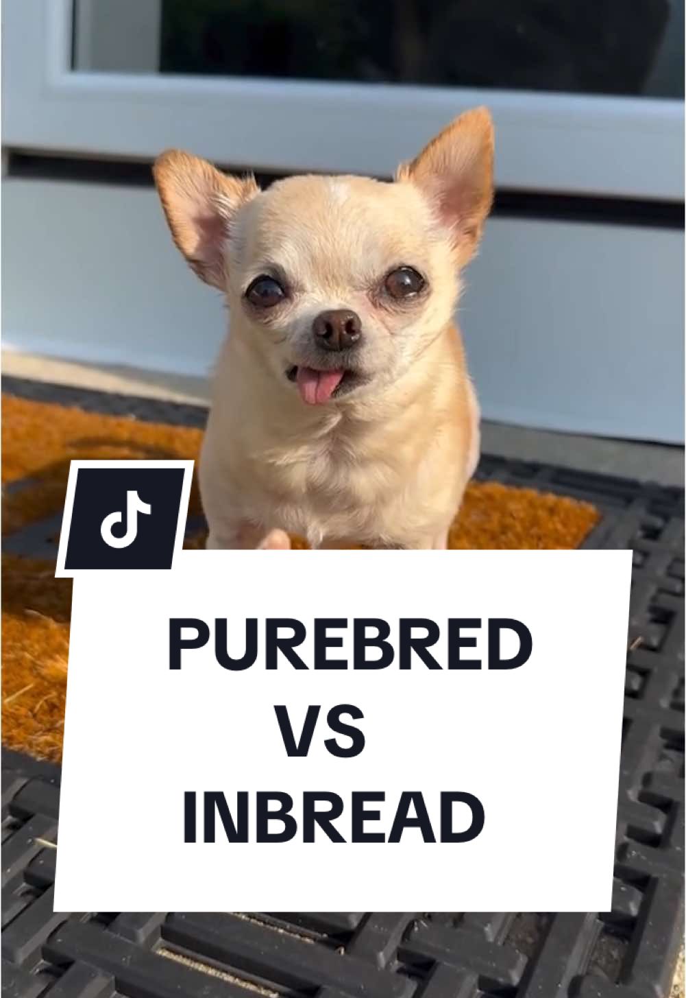 Purebred or inbred? 🤣 This hilarious short dives into the Chihuahua debate! I’ve given Chihuahuas a hard time in the past, but I might just have to get one now—especially if they’re as cute as this little guy. Might have to get Thanos a new tiny best friend! #chihuahua #canecorso #dogtrainerreacts #DogTraining #puppytraining #puppyfun #dogoftheday #puppytrainer #dogobediencetraining #balanceddogtraining #dogsaregreat #recall #puppytrain #k9trainer #dogobedience #dogbehavior #dogtrainingtips