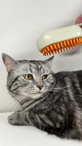 Too much fur? No problem! 😸🧹 Order yours now via the link in our bio! #PetGrooming #SteamBrush #PetCare #FurProblems #GroomingTime #HappyPets #FluffyPets #PetTools 