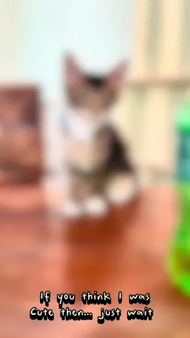 If you think I was cute then…juat wait until NOW 💕 #capcut #kittensofinstagram #kittens #cuteness #cute #fyp #fypシ #trending #Viral #adorable #Fendi @Robert Zuna 