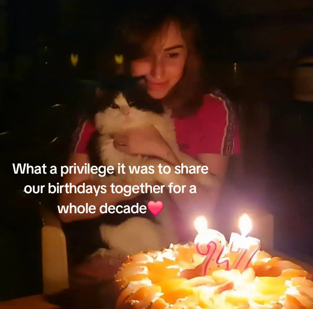 Nobody ever prepares you to the unbearable pain of losing your soulmate pet. I lost my best friend during the war...it really wasn't his time to go yet💔  You may have crossed the rainbow bridge but you're still alive in my heart❤️ #pet #cat #cute #kitten  #bestfriend #loss #pov #life #sad #moment #pain #help #catsoftiktok #catlover #animals #Love #rescue #emotional #fyp #foryou 