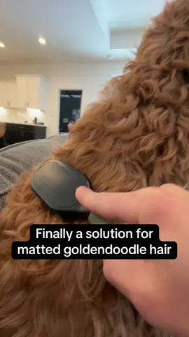 no more shaved doodles at the groomer thanks for this detangler spray that makes it easy to get rid of matted fur 🤠 #matteddog #doggrooming #doodlesoftiktok #goldendoodle #dogsoftiktok #doglover #creatorsearchinsights 