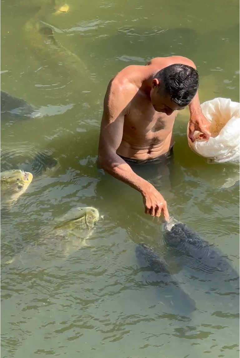 #valdemir Encantador de peixe gigante 