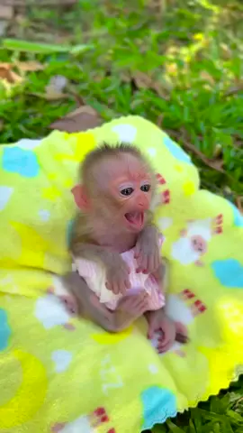 #monkeydluffy #monkey #monkeys #babymonkey #cutemonkey #poormonkey #monkeylover #rescue #fyp 