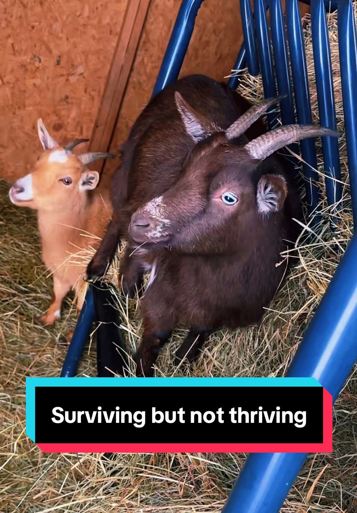 The goaties are surviving but not thriving🤣🐐 #minifarm #minigoat #nigeriandwarfgoats 