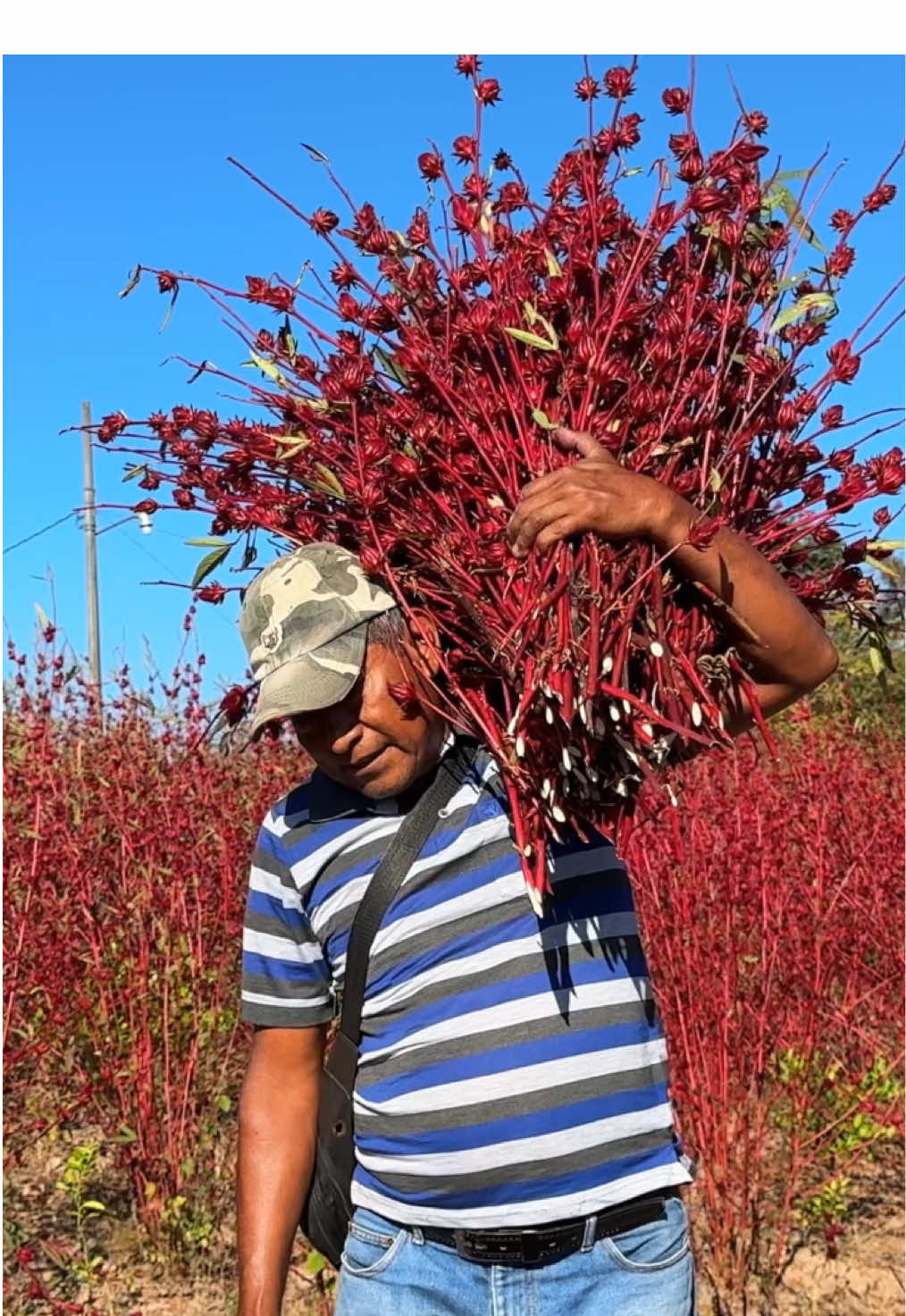 Don Pedro nos explica cuándo es que se siembra la #Jamaica y cuándo se cosecha, una joya de persona que se siente orgulloso del trabajo que realiza. ♥️🌺👨🏻