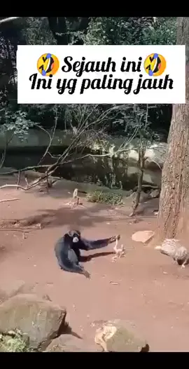 #konten #hiburan #gokil#fypシ゚viral🖤tiktok  #monyetlucu#jahil #lucu#fyp  #lucu_ngakak #viralvideo #menghibur #kocak #hiburantiktok #ngakak #fyppppppppppppppppppppppp 