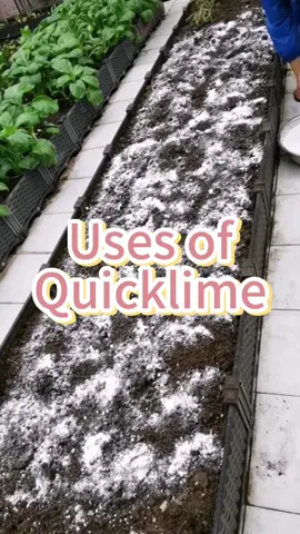 Uses of quicklime#garden#gardening#farm#farming#plant#planting#quicklime#agriculture#vegetablegrowingskills