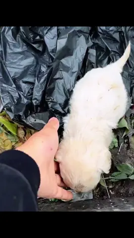 Rescue a puppy abandoned on the side of the road.#rescue #rescueanimals #animals #rescueanimals #rescuedog #rescuepuppy #dog #dogsoftiktok #puppy #fyp 