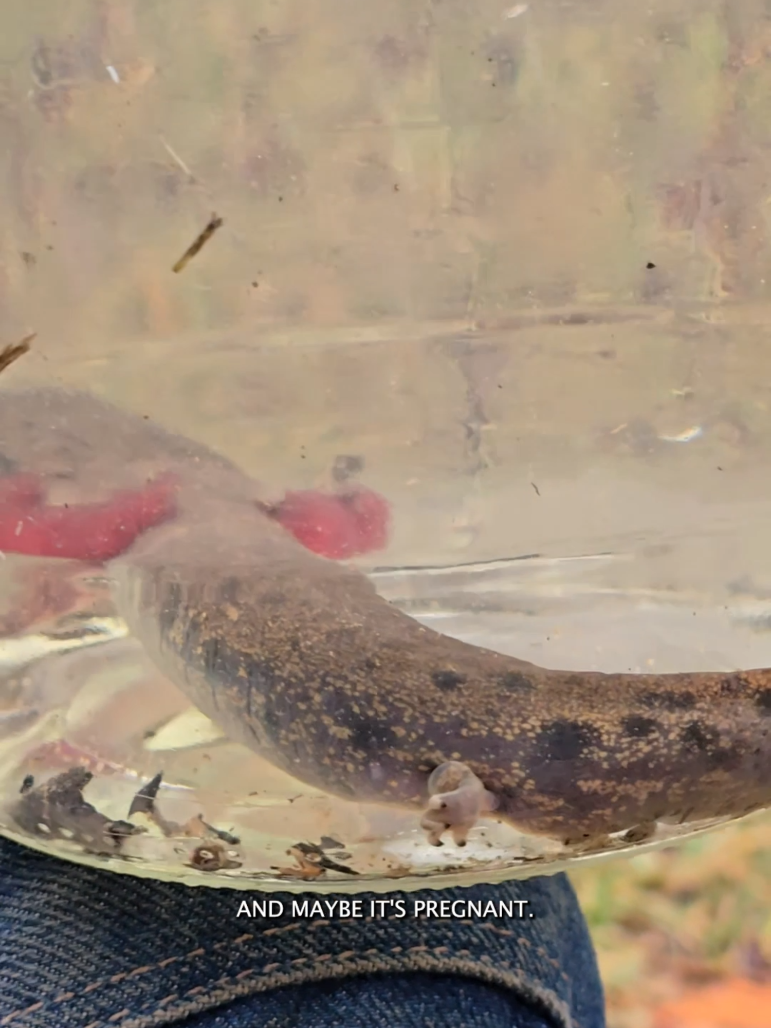 Releasing a mudpuppy back to the pond #narrowayhomestead #offgridlife #pond #mudpuppy #ecosystem #wildlife