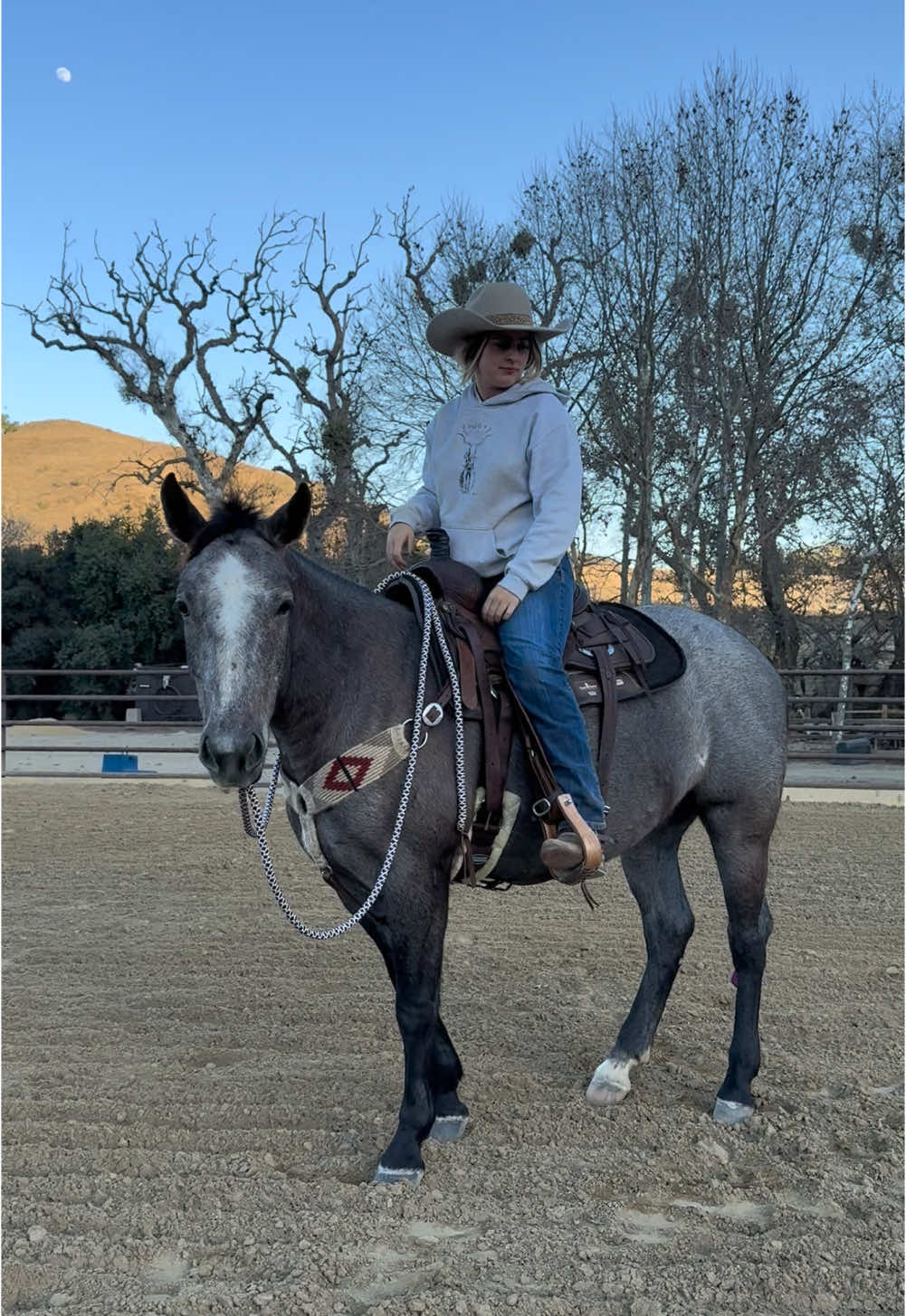 Trying a war bridle on Reyna #warbridle #horses #horsetraining 