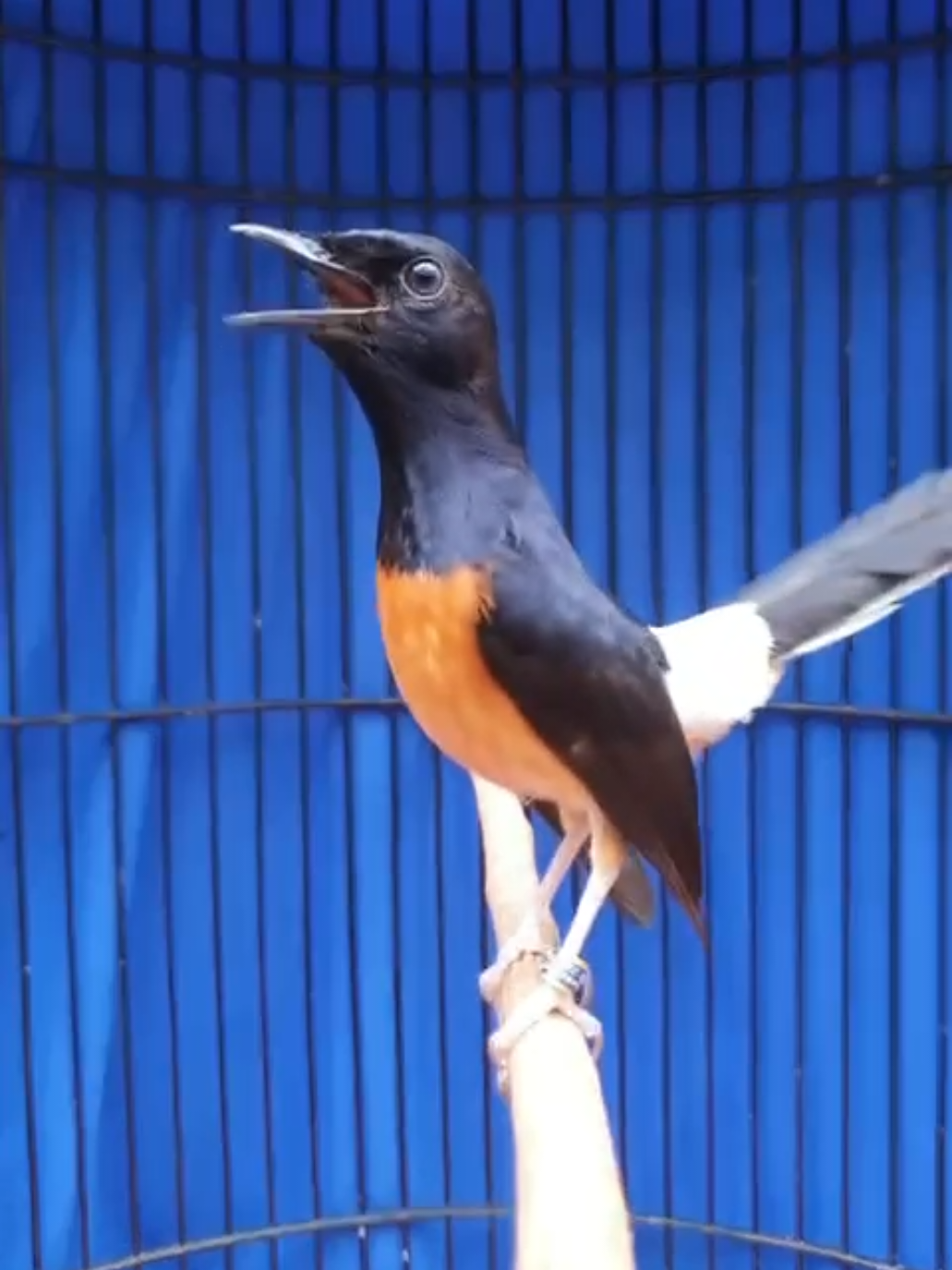 Bermimpi aja dulu 😅😅 #muraibatu #muraibatuindonesia #kicaumania #kicaumaniaindonesia #kicaumanianusantara #penangkaranmuraibatu #birdfarm 