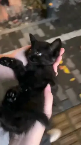 #fyp#foryou #cat #funny 