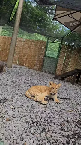 Kimera 🦁+🐯🐾#Ligre #felinos #animals #guatemala🇬🇹 