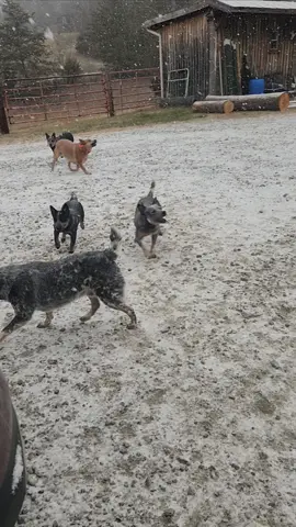 When you haven't seen snow since you were 1 (the red) or EVER (all blues). I do believe they LOVE/ENJOY it as much as the kids do ❄️❤️🐾💙 #heelersoftiktok #heelermom  #redheeler #blueheeler #catchingsnow #ncsnow #snow 