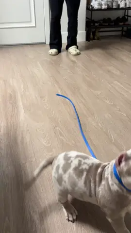 Koa’s daily workouts 🏋️‍♀️ #bully #americanbully #abkc #bullies #puppy #lilacmerle #merle #merlebully #americanbullies 