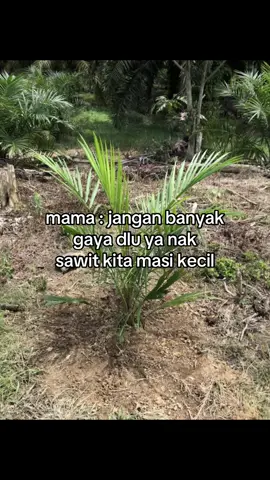 3 tahun menderita🥲 #petanisawit #petanimuda #foryou #beranda #fyp #fyppppppppppppppppppppppp 