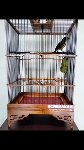 Zipper!!! Pentis Raja (Prionochilus maculatus) #kicau #kicaumania #kicaumaniaindonesia #kemade #fyp #fypage #beranda 