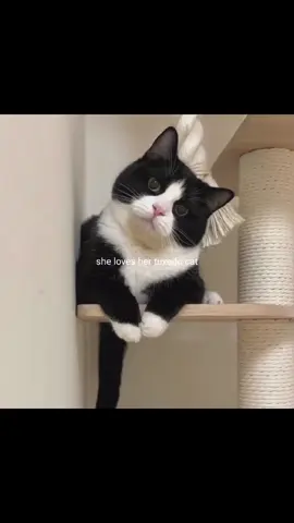 That kitten changed my life • • • • • • • • #foryoupage #foryou #viral #parati #following #siguiendo #fy #fyp #for #catsoftiktok #cat #catgirls #tuxedocat #tuxedo 