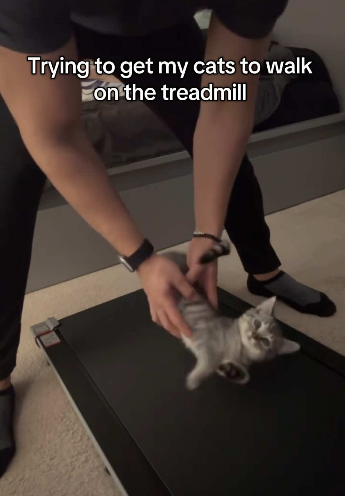 🐈 🐈‍⬛ 💨 