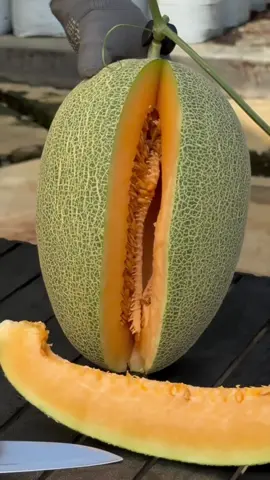 Melon cutting #asmr #satisfying #fyp #fruit 