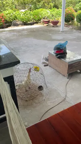 Coi đó rồi ngủ nghê gì được không 😡#minhthu0203 #xuhuong #tiktok #trending #95haugiang #nhà 