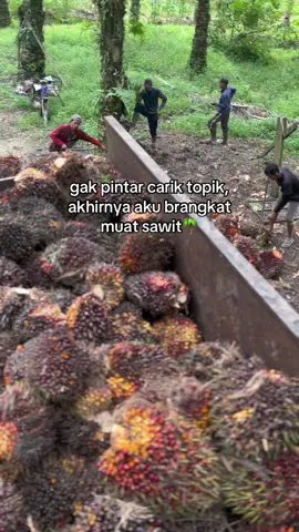 hehe#masukberanda #sawitontiktok #fyp 