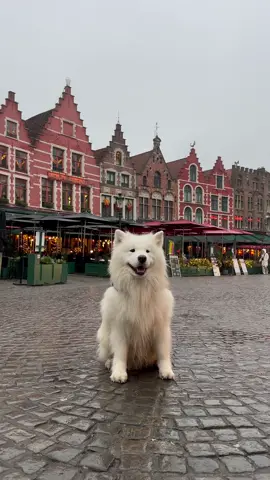 Ear dance in Belgium 🇧🇪😍 #samoyed #dog #earwiggles #eardance #travel #belgium #bruges 