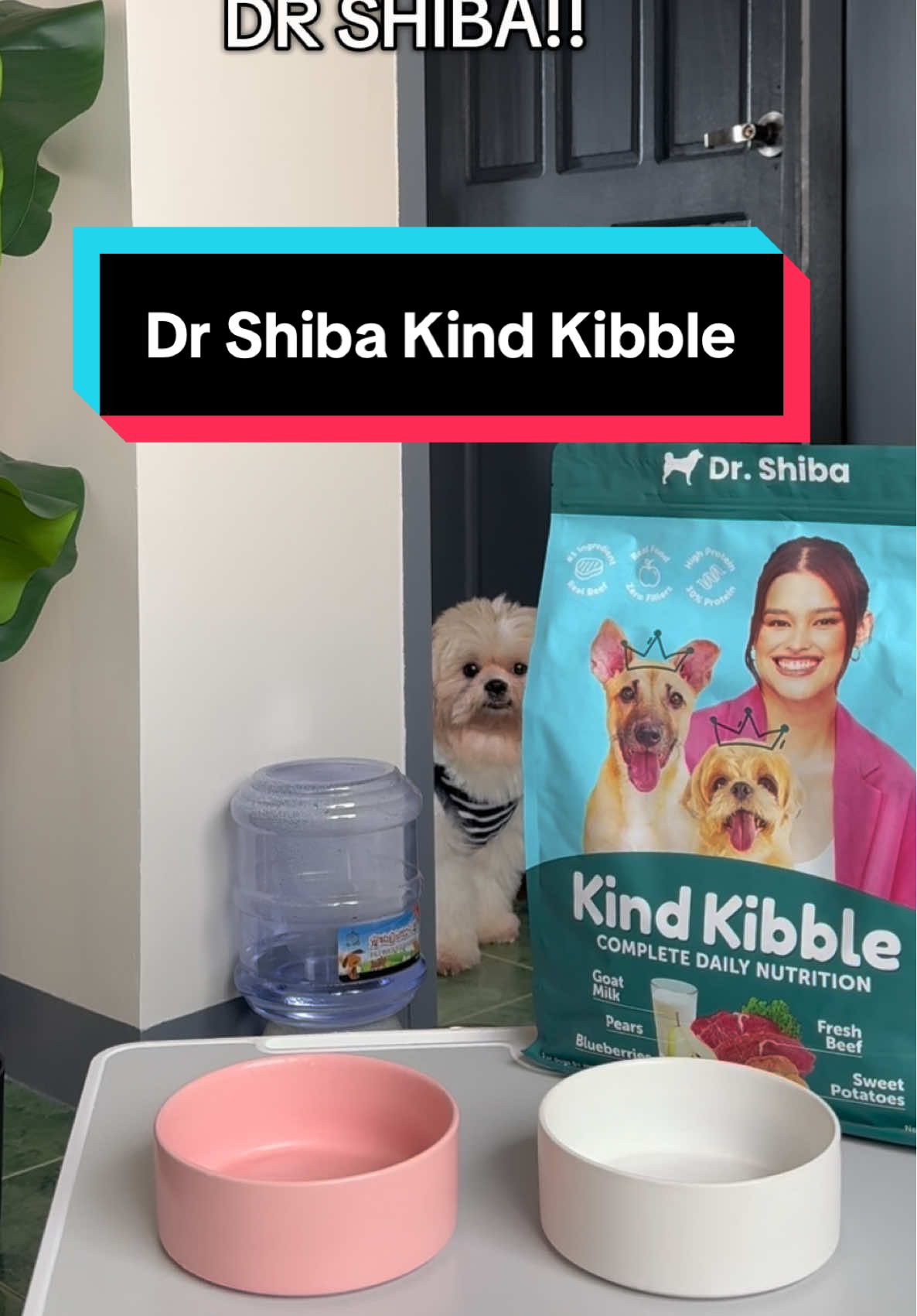 Give your dog the complete nutrition they deserve. Go try Dr. Shiba’s newest product! 🐶 #dogsoftiktok #dogfood #dogkibble #drshiba #drshibakindkibble #drshibadogfood #kindkibble #fyp 