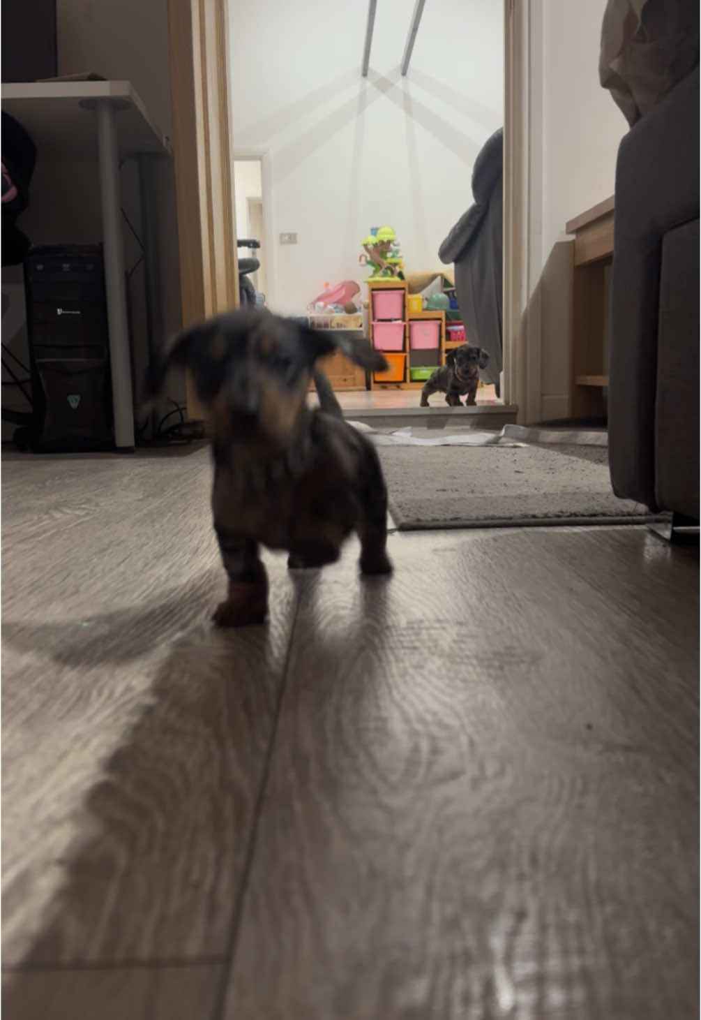Puppy running 🥹 #dog #puppy #pup #puppylove #dauchshund #sausagedog #dogsoftiktok #dogs #doggo #viral_video #trendingvideo #PetsOfTikTok #doglife #dauchshundpuppies #puppydog #trendin #fyp #viralvideos #baby #puppylife 