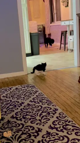 Zoomies😈🤣#cat #funny #foryou #fyp #foryoupage #catlover #catsoftiktok #funnyvideos #cats #funnycat #tiktokcats #pet #kitty #kitten #usa🇺🇸 #cute #orangecat #blackcats 