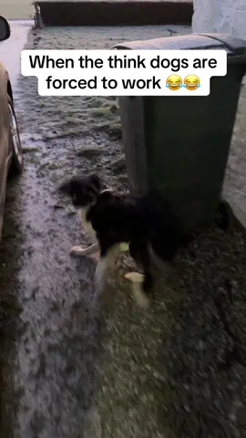 Kate the great loves to go to the farm #fyp #foryoupage❤️❤️ #dog #dogsoftiktok #bordercollie #viral_video 