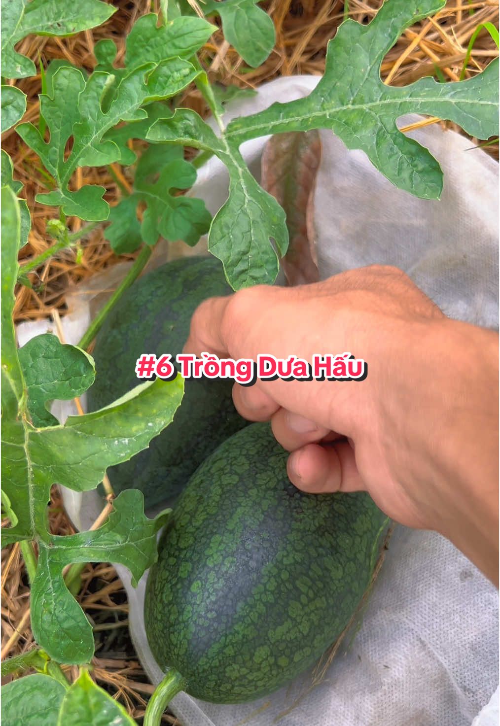 Trái dưa hấu đầu tiên #hienonha 