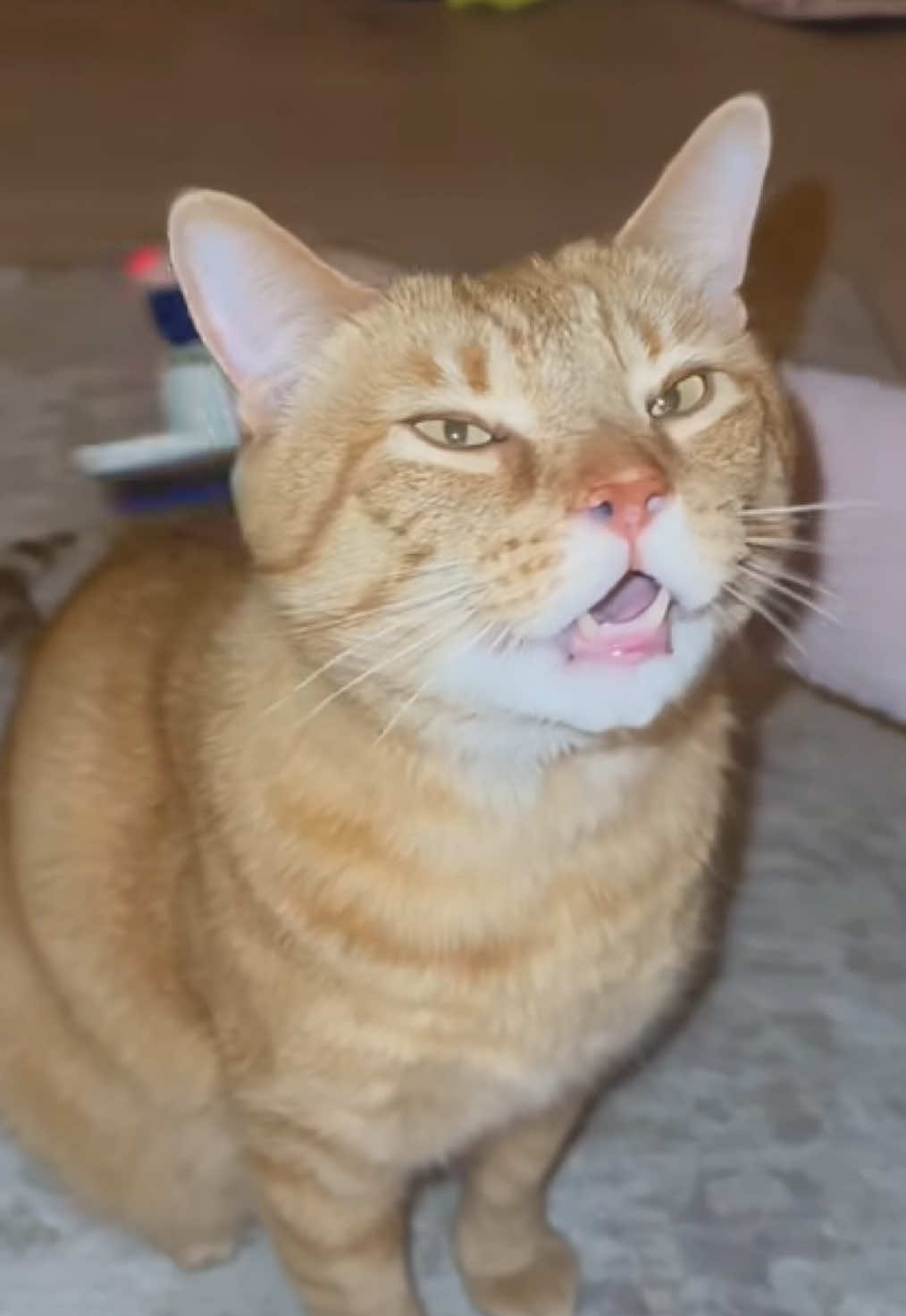 Brushy brushy brushy 🪮 #talkingcat #orangecat #catsoftiktok #orangeboi #asmr #orangecatsoftiktok 