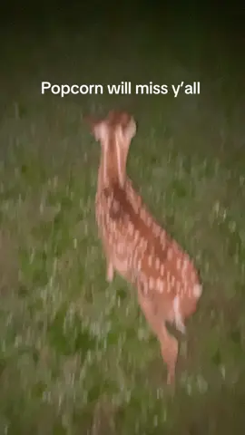 TikTok is gone, but not the memories.