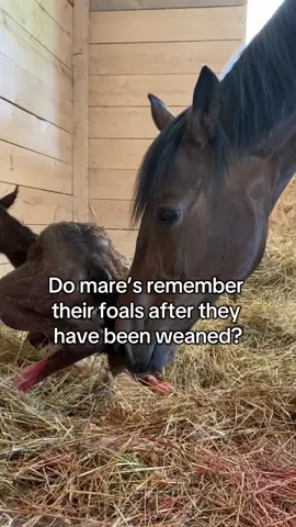 That squeal was so dramatic, she was like “you’re my baby, but remember I’m still in charge even though you’re big now!”#foalsoftiktok #horselife #babyhorse #maresoftiktok #broodmares 