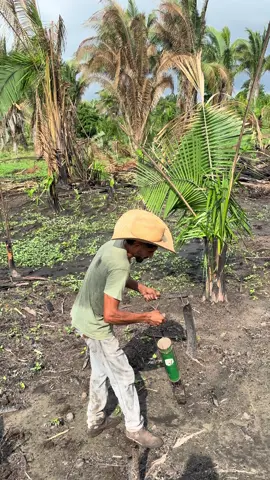 Plantando arroz na roça