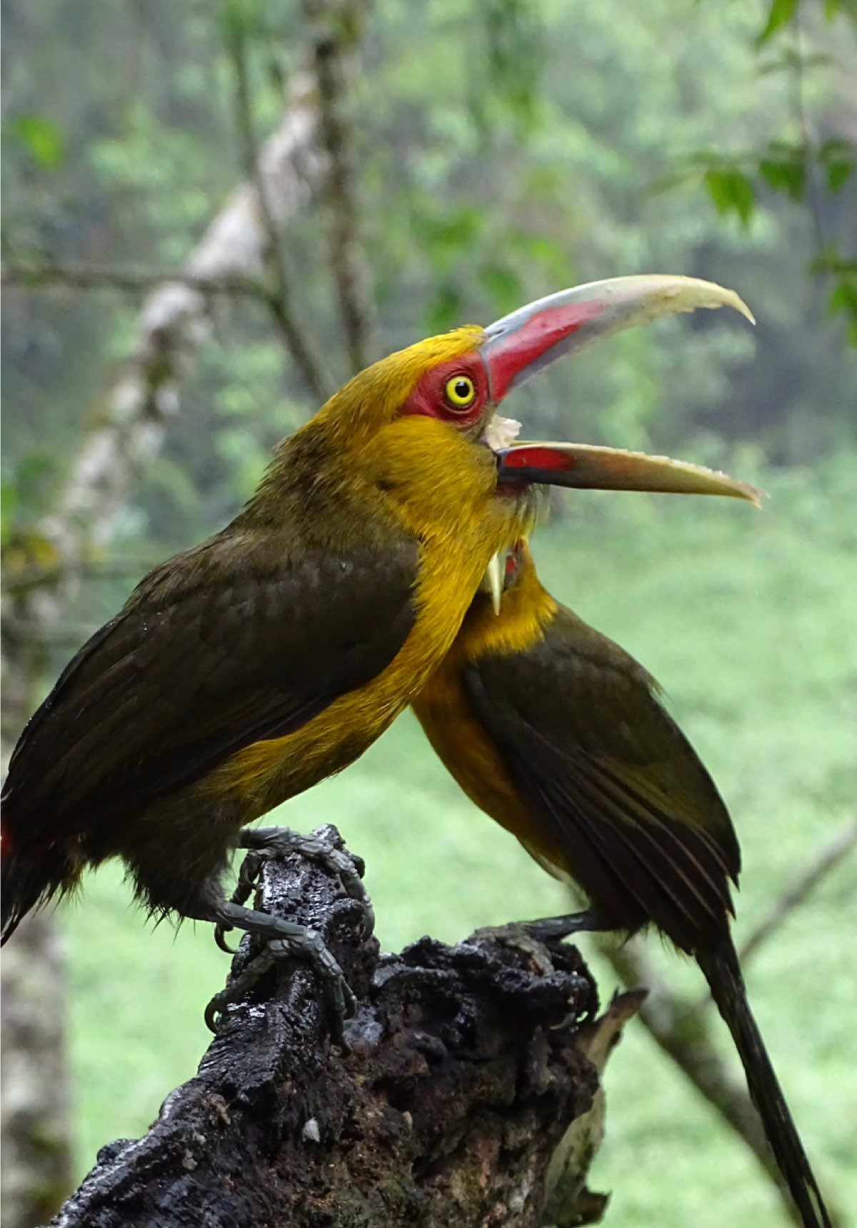 Trilha dos Tucanos 🇧🇷 #birds #natureza #aves #birdwatching #birdlover #Vlog #ecoturismo