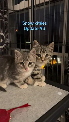 We still have some hissing but they are much calmer and less afraid today 🩵 #cats #kittens #snowkitties #rescue #rescuecat #kittenrescue #kittensoftiktok 