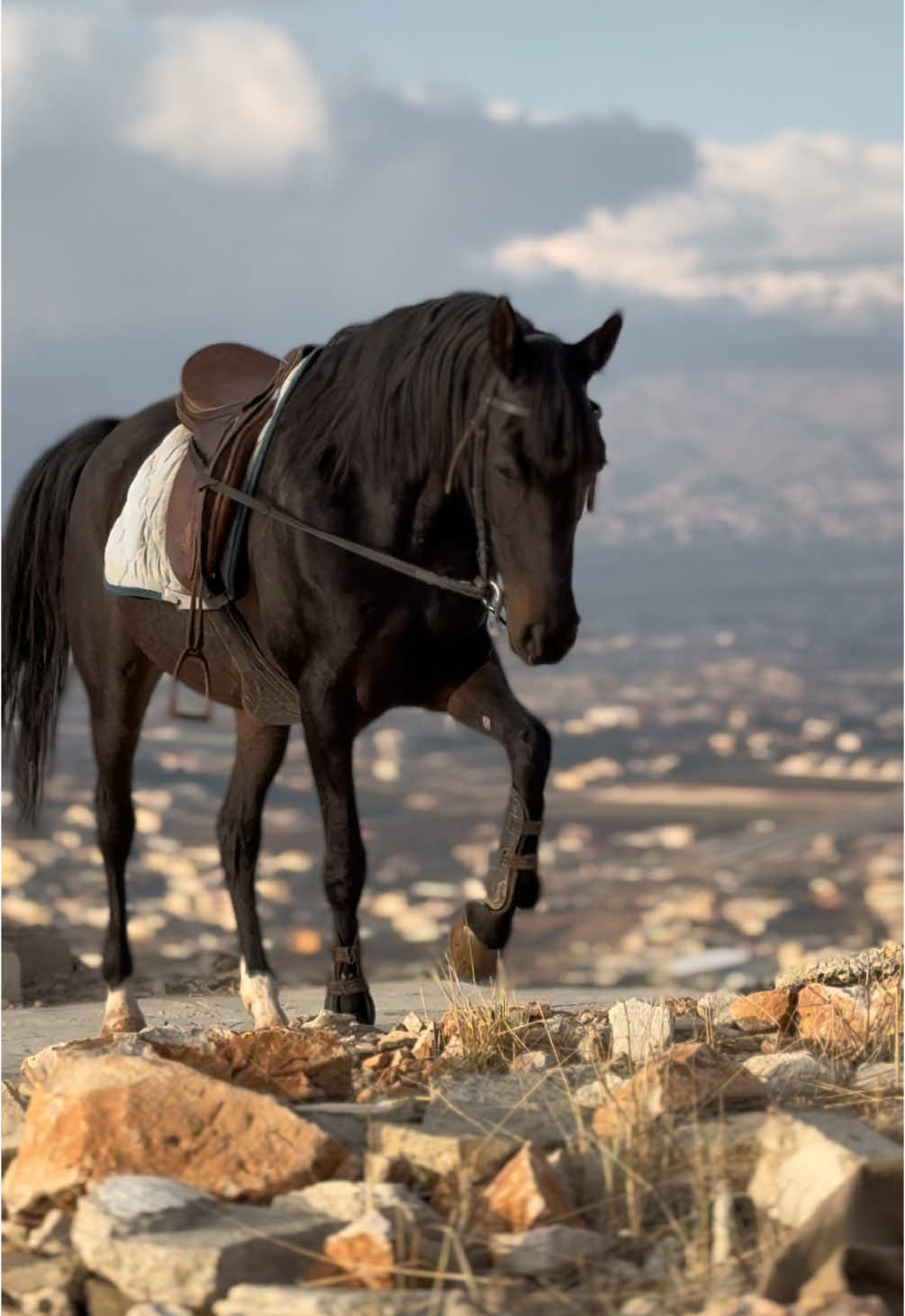 #fyp #viral #خيل_وخياله🐎 