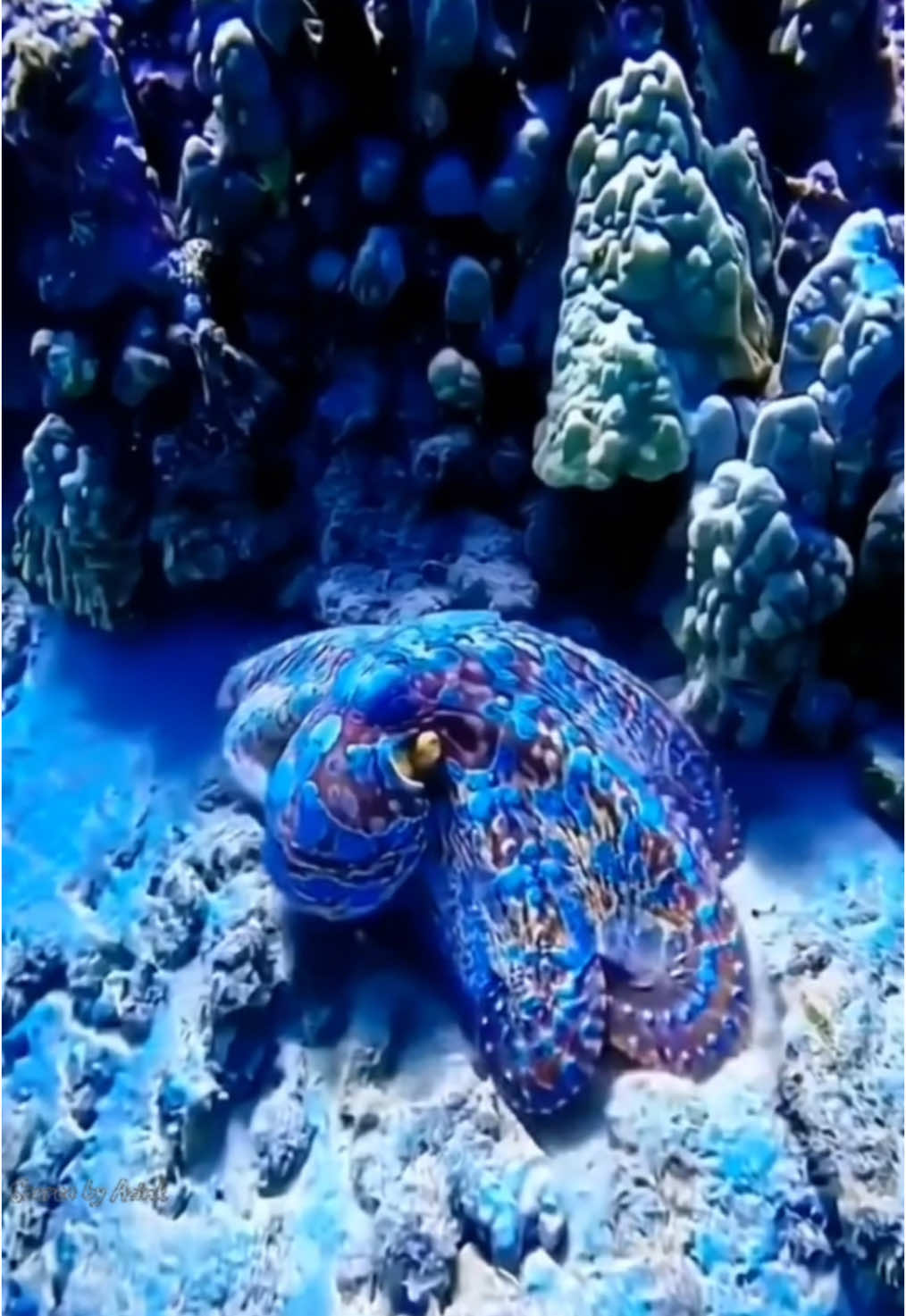 Gurita yang cantik sekali #everyone #explore #underwateradventure #underwaterview #underwaterphotography #reel #fyp #oceanlife #followers #octopus🐙 