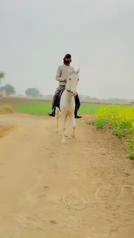 🐎🤍#mashallah #Chaudhary💯💯💯💯💗 #foryoupage🐎🐎 @chOudary🍂 @🖤چوھدری ولید مرحال🚩 @Mughal512 