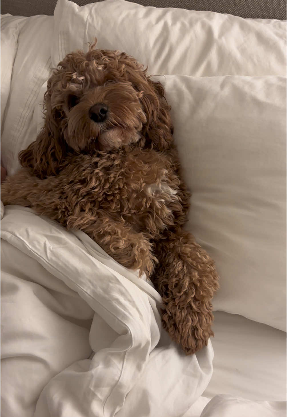 When your bed turns into their bed 🐶💤 #dogsoftiktok #dog #doglife #doodle #puppylove #fyp #funnydog #puppiesoftiktok