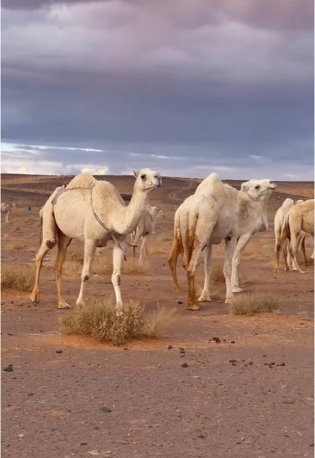 بلوچستان ❤️ #beautyofbalochistan50 #explorebalochistan #explore #unfreezemyacount #unfreeze #balochistan_beauty #س🦋 #sirajdehwar02 #foryou #500k #trading 