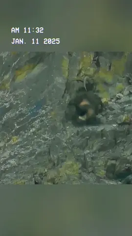 A snow leopard chased an ibex from thousands of feet above sea level. #wildanimals #animals #foryou 
