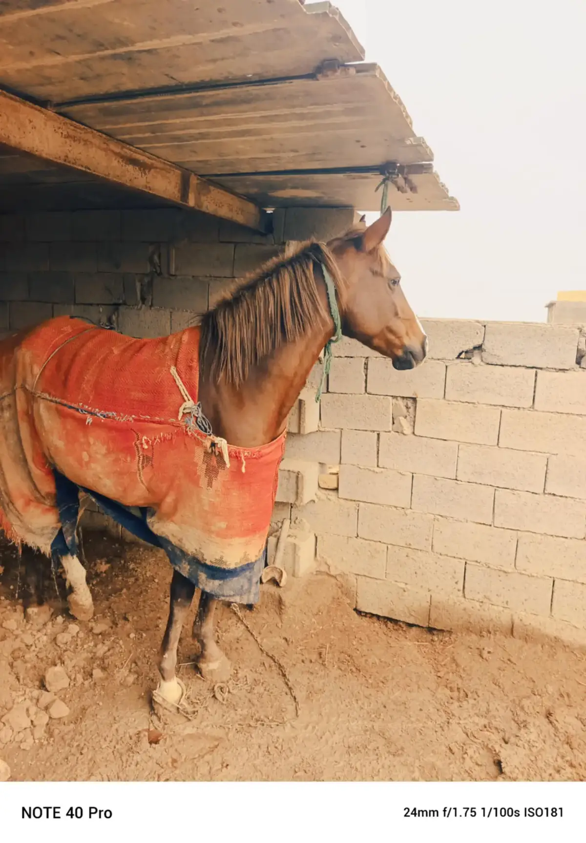 #العراق_السعوديه_الاردن_الخليج #خيل_وخياله🐎 #الوذنه_مهاوش🧿 #خيل_عربي #اكسبلورexplore #خيول #مشاهير_تيك_توك #خيل_وخياله🐎🖤ماشاءالله_اللهم_بارك🧿♥️ #خيل_وخياله🐎 @♦️سجودي العكبي♦️ @عزام العقابي 
