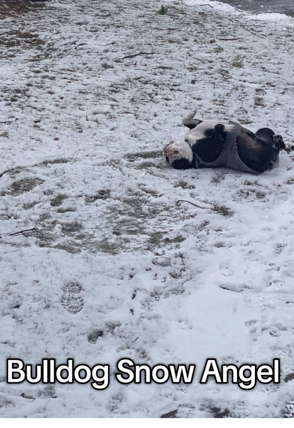 Winston’s favorite hobby: floppin to make a BullAngel on a snowy day❄️☃️🐾 @nbcnews @News5 @Pubity Pets #bulldog #bulldogsoftiktok #englishbulldog #englishbulldogsoftiktok #snowday #snow #snowdog #dogs #pets #comedy #humor #snowangel #dogsoftiktok #funnydog #snowangel 