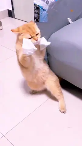 #foryoupage #cuteanimals #kitty #funnycat #cutecat 