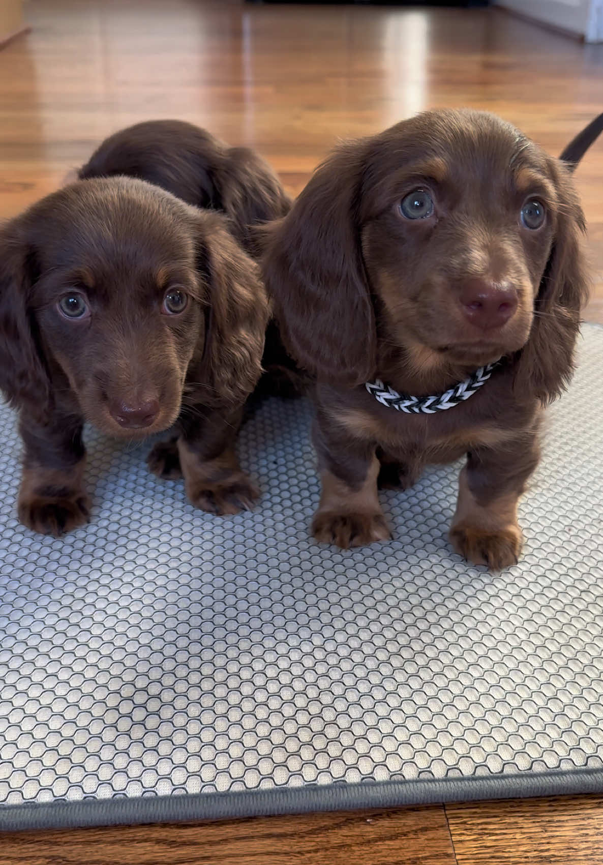Pet Pros Houston Store | We now offer Shipping all over the U.S 🇺🇸 Doxies | Longhaired  Follow us on Instagram ⬇️ Petpros_Houston  … We Have a team that replies quickly  #houston #houstontx #puppies #pets #paws #woodlands #family #doxies #dachshundsoftiktok #viral #dogsoftiktok #viralvideos #fyp #sausagedog #cypresstx #katytx #tiktokshop 