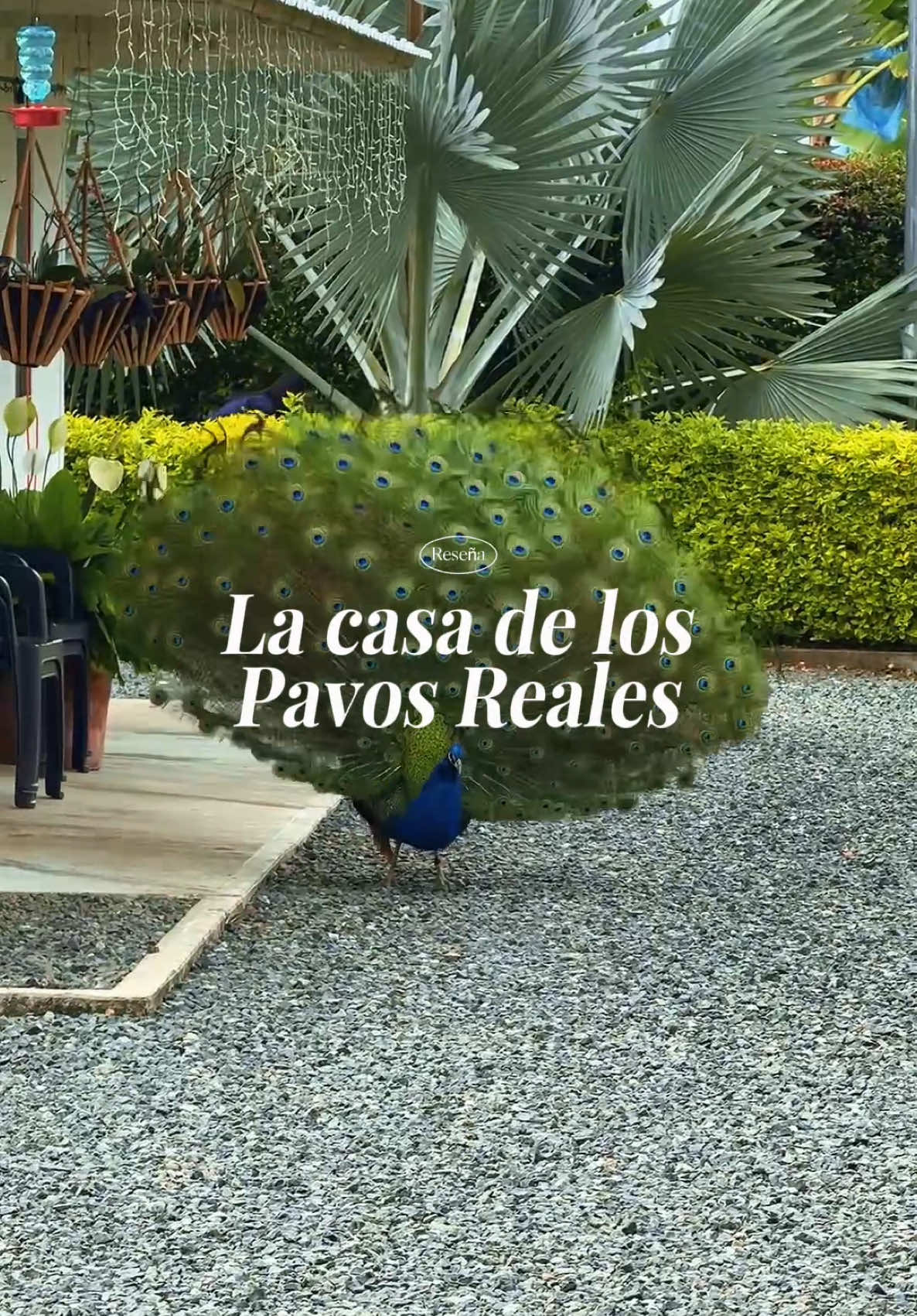 Este parche para parejas amantes de la naturaleza, a 40 minutos de Pereira nos encantó.  Se llama @arlekinez  y les dicen el hogar de los pavos reales 🦚 porque tienen más de 20 y puedes alimentarlos, además de disfrutar de la vista tan hermosa que complementan con este lugar mágico. Tienen todo para cada momento del día: una piscina con forma de guitarra, pavos reales 🦚, una hermosa zona verde con aromáticas para que hagas tu propia bebida, fogata, asador y restaurante. Aquí no te aburres. Llegar es muy fácil en carro y en moto, en el video podrán encontrar la explicación.  🌟 Un súper recomendado, que esperamos que no se pierdan este año.   #turismo #ejecafetero #colombia #pereira #viajes #parejas 